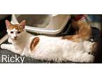 Ricky, Domestic Shorthair For Adoption In Ny, Binghamton, New York