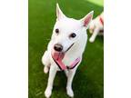 Grace - Bonded With Will, Spitz (unknown Type, Small) For Adoption In Oakland