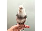 Andy, Cockatiel For Adoption In Ballwin, Missouri