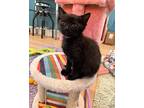 Cadence, Domestic Shorthair For Adoption In Woodbury, New Jersey