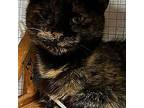 Cayenne, Domestic Shorthair For Adoption In Athens, Tennessee