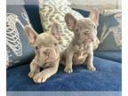 French Bulldog PUPPY FOR SALE ADN-841323 - Only 2 Lilac Frenchies left