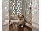 Pomeranian PUPPY FOR SALE ADN-841321 - Chloe