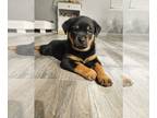 Rottweiler PUPPY FOR SALE ADN-841404 - Cute Rottweiler Puppies