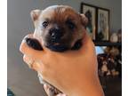 Norwich Terrier PUPPY FOR SALE ADN-841400 - Norwich Terrier Puppy