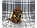 Cavapoo PUPPY FOR SALE ADN-841376 - Jack