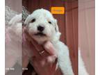 Great Pyrenees PUPPY FOR SALE ADN-841324 - AKC Great Pyrenees puppies