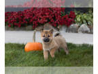 Shiba Inu PUPPY FOR SALE ADN-841301 - AKC Shiba Inu male puppy in Indiana