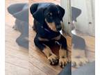 Doberman Pinscher PUPPY FOR SALE ADN-841294 - Doberman Pinscher puppy