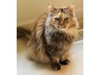 Adopt April a Tortoiseshell Domestic Longhair (long coat) cat in Oswego