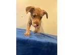 Willow, Terrier (unknown Type, Medium) For Adoption In Knoxville, Tennessee