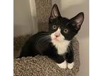 Leah, Willow Grove Area, (fcid 10/22/2024-114), Domestic Shorthair For Adoption