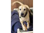 Indy, Labrador Retriever For Adoption In Melrose, Florida