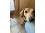 Charlie Henson, Dachshund For Adoption In Warwick, Rhode Island