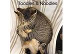 Toodles, Domestic Shorthair For Adoption In Southbury, Connecticut