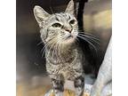 Agnes, Domestic Shorthair For Adoption In Merriam, Kansas