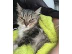 Nyla, Domestic Longhair For Adoption In Virginia Beach, Virginia