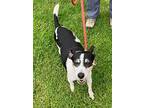 Jack, Rat Terrier For Adoption In Ventura, California