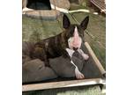 Sammie, Bull Terrier For Adoption In Ventura, California