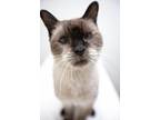 Booboo, Siamese For Adoption In Montclair, New Jersey