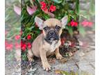 Faux Frenchbo Bulldog PUPPY FOR SALE ADN-841657 - Prince