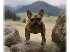 French Bulldog PUPPY FOR SALE ADN-841586 - French Bulldog