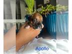 Boxer PUPPY FOR SALE ADN-841567 - Boxer Puppies