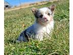 Pembroke Welsh Corgi PUPPY FOR SALE ADN-841488 - Blue merle fluffy