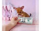 Chihuahua PUPPY FOR SALE ADN-841469 - Teacups and toys