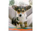 RENODO M/F Pembroke Welsh Corgi Puppies Ready Now