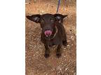 Mabel, Labrador Retriever For Adoption In Yuba City, California