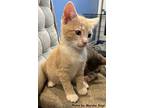 Amber, Domestic Shorthair For Adoption In Oak Ridge, Tennessee