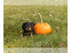 Dachshund PUPPY FOR SALE ADN-841875 - Dachshund female puppy in Indiana