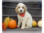 Goldendoodle (Miniature) PUPPY FOR SALE ADN-841793 - Boomer