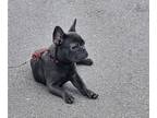 French Bulldog PUPPY FOR SALE ADN-841741 - Looking for a loyal companion with an