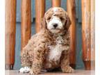 Goldendoodle (Miniature) PUPPY FOR SALE ADN-841727 - Micro Mini Goldendoodle