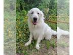 Great Pyrenees DOG FOR ADOPTION RGADN-1214304 - Ziggy - Great Pyrenees (long