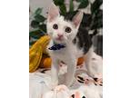 Tj, Domestic Shorthair For Adoption In Fremont, California