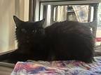 Purrcy, Domestic Mediumhair For Adoption In Santa Rosa, California