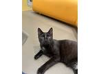 Espeon, Domestic Shorthair For Adoption In Elk Grove, California