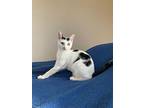 Lucky, Domestic Shorthair For Adoption In Middle Village, New York