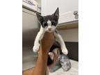 Wilma, Domestic Shorthair For Adoption In Oakdale, California