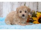 Maltipoo Puppy for sale in Mansfield, OH, USA