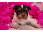 Yorkshire Terrier Puppy for sale in Frederick, MD, USA