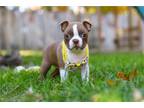 Boston Terrier Puppy for sale in Canton, OH, USA