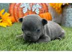 French Bulldog Puppy for sale in South Bend, IN, USA