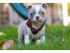 Boston Terrier Puppy for sale in Canton, OH, USA