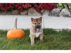 Shiba Inu Puppy for sale in South Bend, IN, USA