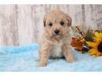 Maltipoo Puppy for sale in Mansfield, OH, USA