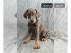 Doberman Pinscher PUPPY FOR SALE ADN-842121 - Gorgeous Doberman Pinscher Puppies